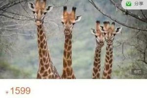 【非暴力沟通】非暴力沟通基础工作坊第2阶段