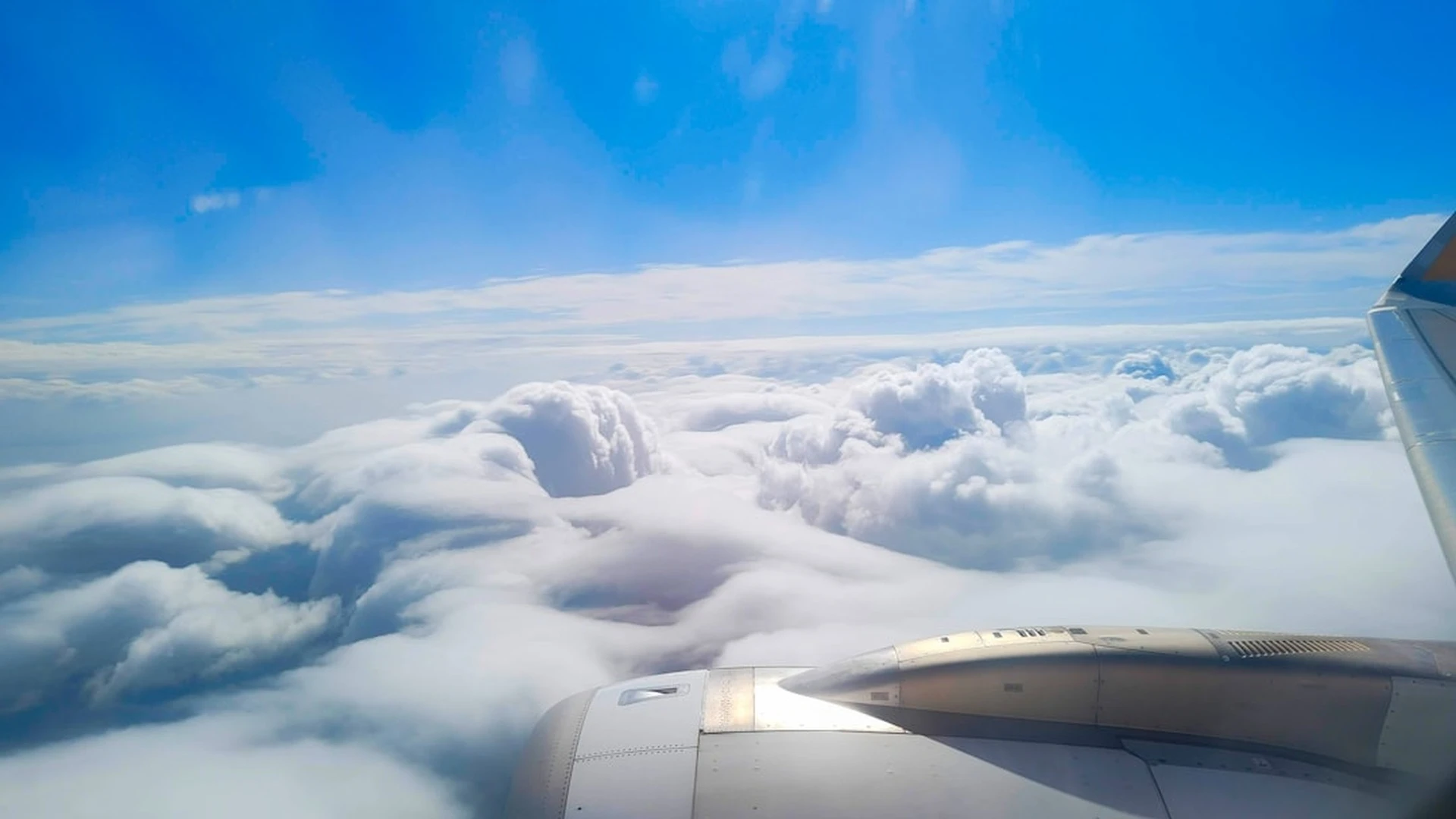 基于 PacBio 的全长转录组分析（Iso-Seq）